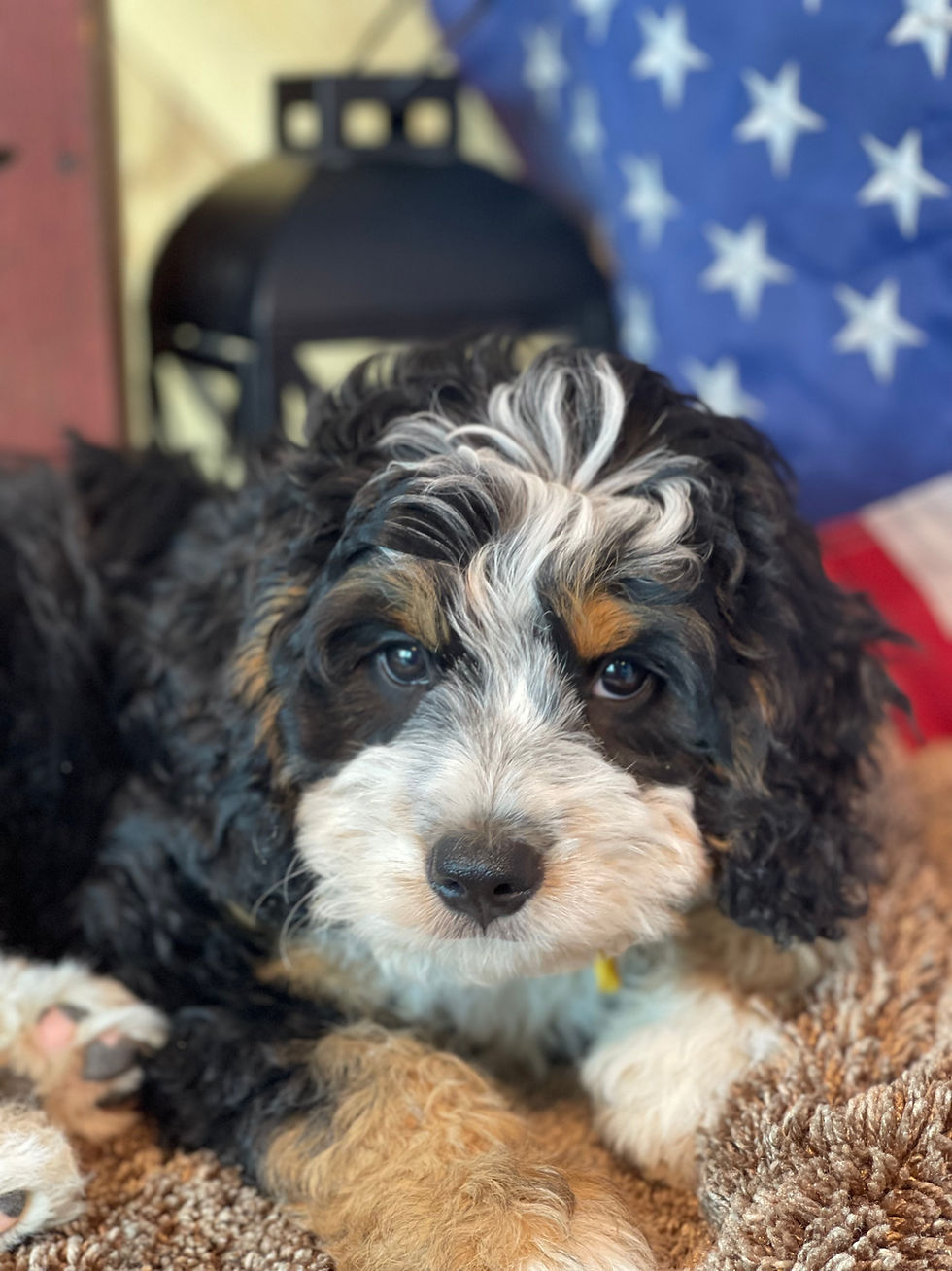 Thumbnail: SOLD - Nina - Yellow Collar female mini bernedoodle