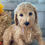 Thumbnail: SOLD - Ava - Light Purple collar female - Miniature English Goldendoodle