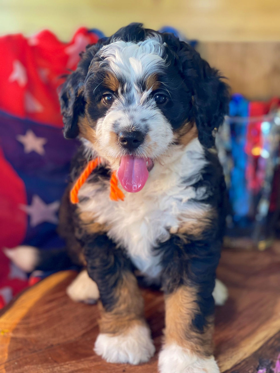 Thumbnail: SOLD - Sadie- orange collar female, F1 miniature bernedoodle