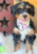 Thumbnail: SOLD - Pistachio - Light green collar male, F1 moyen bernedoodle