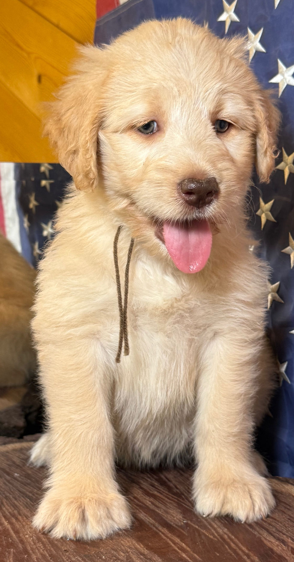 Thumbnail: SOLD - Willow - brown collar female, standard size labradoodle