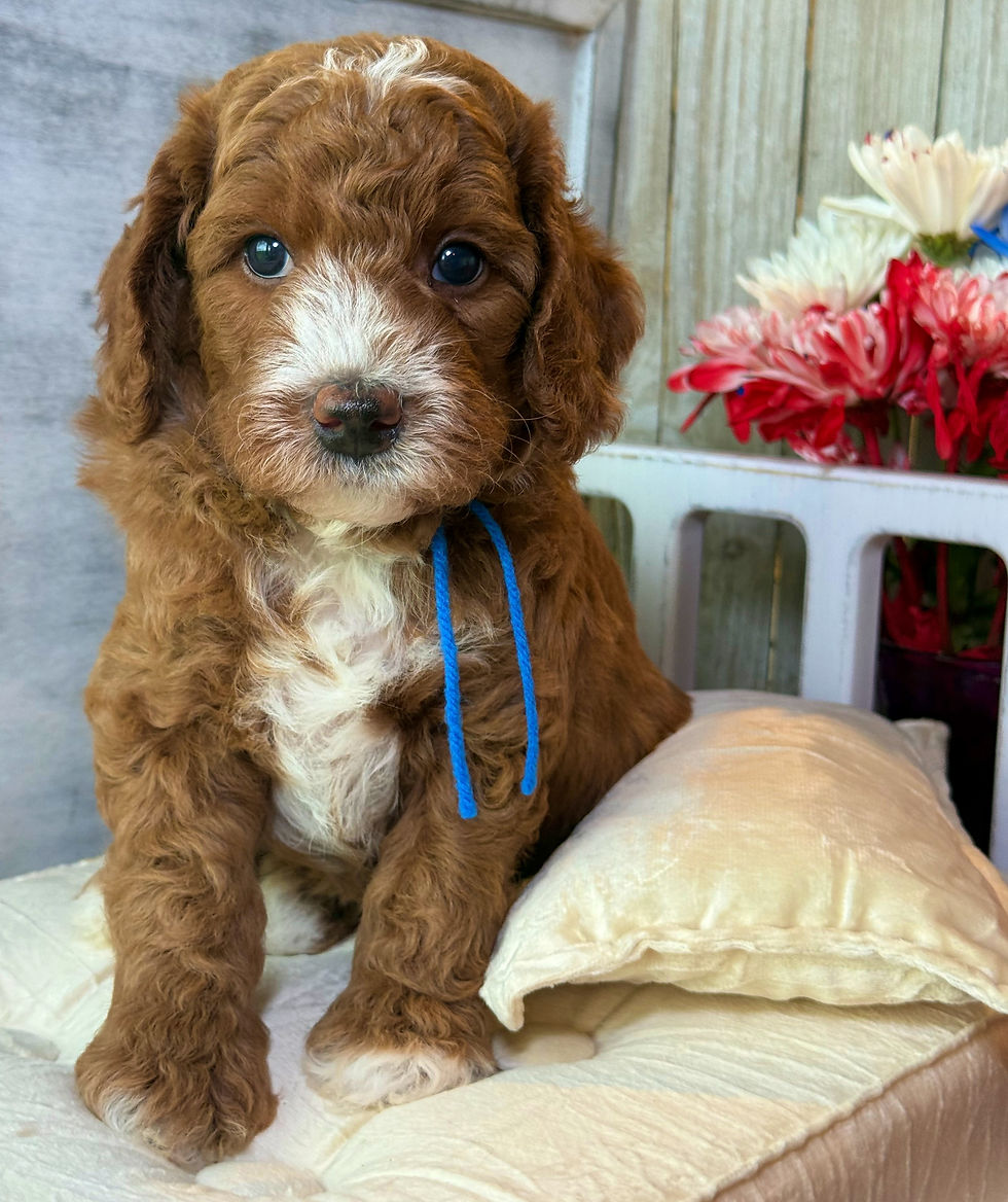 Thumbnail: Humphrey Bogart- Blue collar male F1bb Mini English Goldendoodle