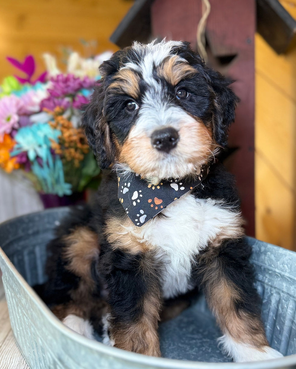 Thumbnail: SOLD - Asher - burgundy collar male, F1 moyen bernedoodle