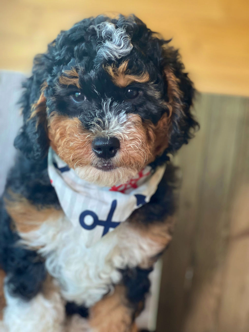 Thumbnail: SOLD - Simon - red collar male, F1b miniature bernedoodle