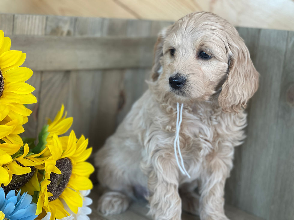 Thumbnail: SOLD  Hazel - White collar female- Miniature English Goldendoodle