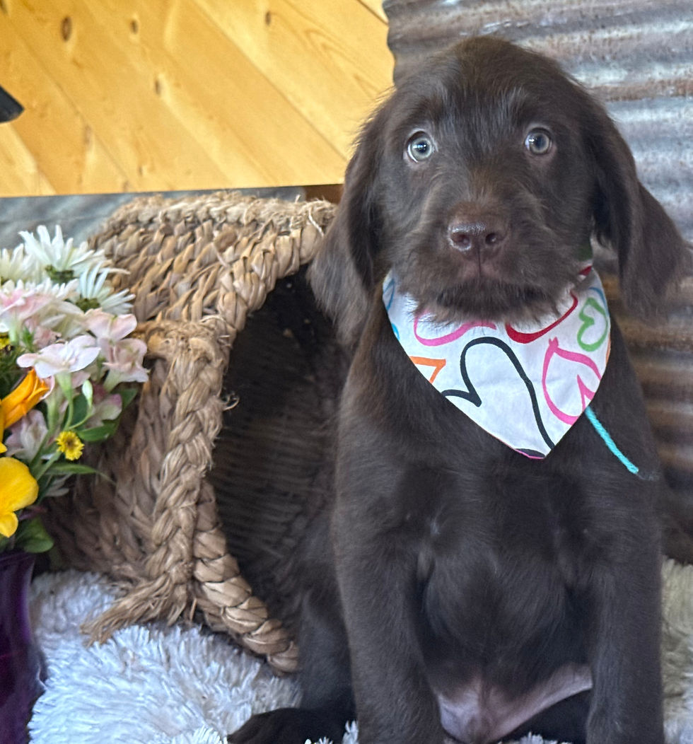 Thumbnail: SOLD - Clover - light green collar male, standard size labradoodle