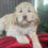 Thumbnail: SOLD - Riley - pink collar female.  Standard size multigenerational  labradoodle