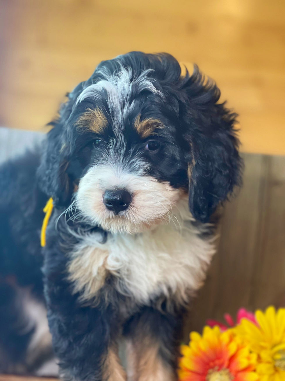 Thumbnail: SOLD - Riley - yellow collar female, F1 miniature bernedoodle