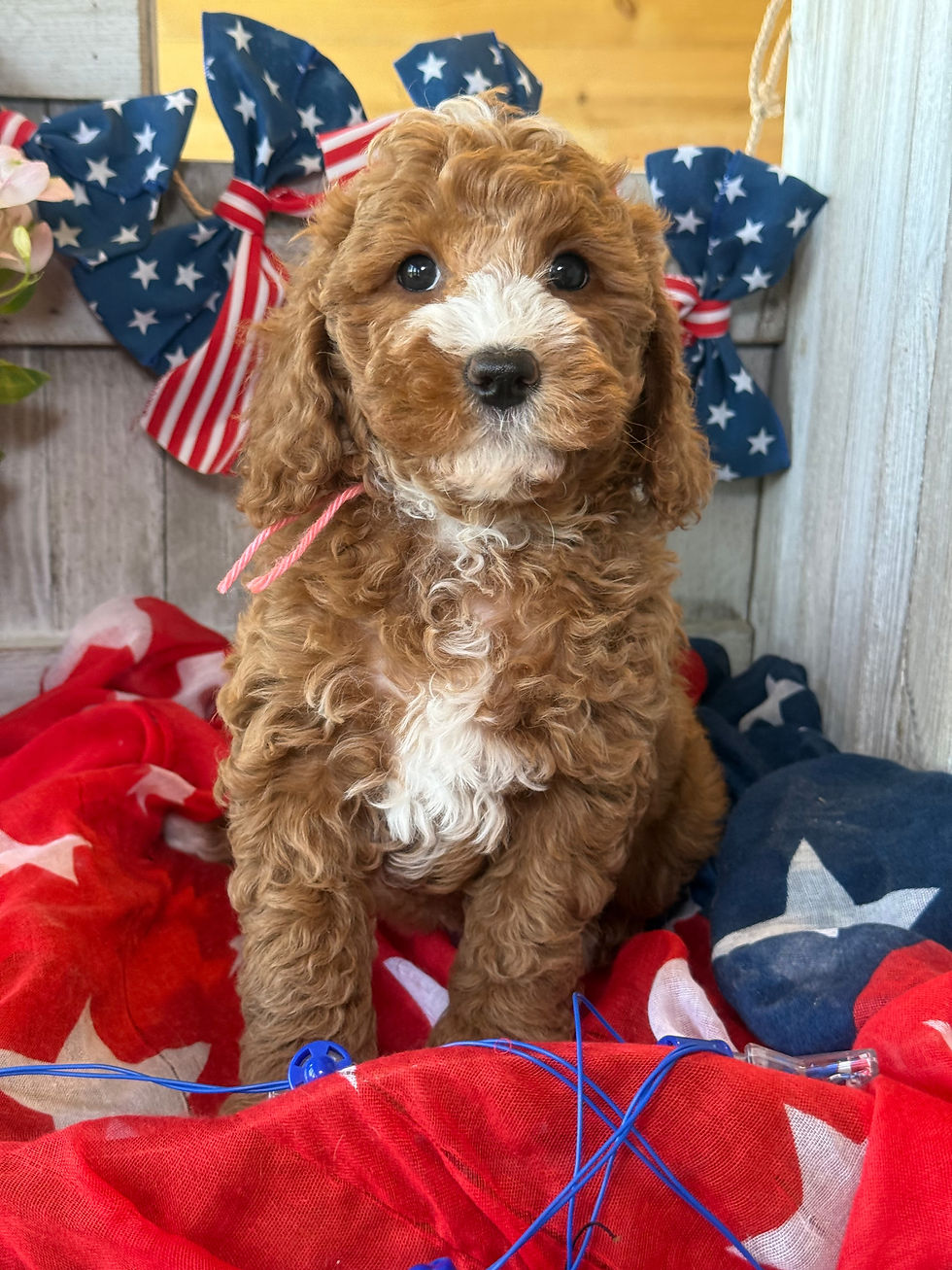 Thumbnail: Ava Gardner- Pink Collar female -  Mini English Goldendoodle