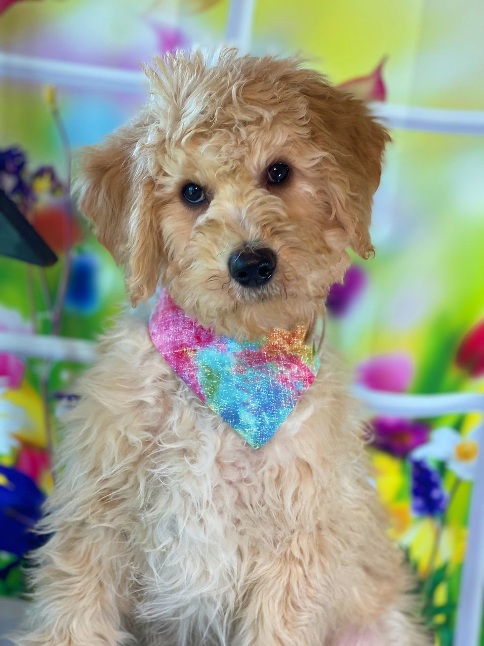 Thumbnail: SOLD - McQueen - grey collar male, F1b moyen size labradoodle