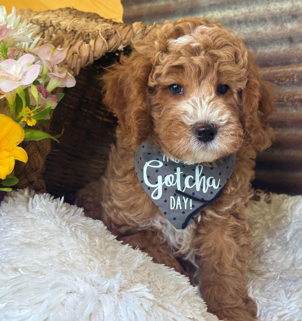 Thumbnail: Clark Gable- Black collar male F1bb Mini English Goldendoodle