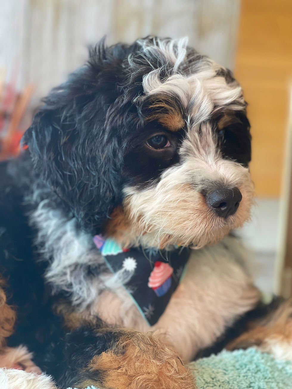 Thumbnail: SOLD - Gretta - Burgundy Collar Female mini bernedoodle