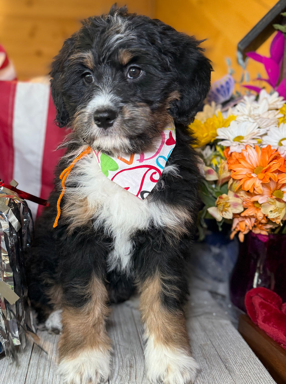 Thumbnail: SOLD - Brooks - orange collar female, F1 moyen bernedoodle