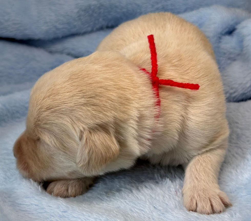 Thumbnail: Briar Rose-red collar female, standard size labradoodle