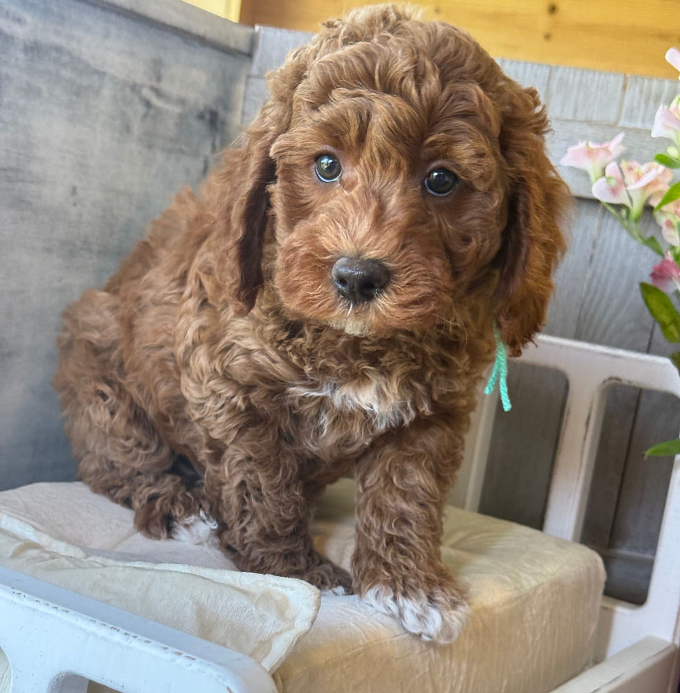 Thumbnail: SOLD - Maui -James Dean- Light Green collar male F1bb Mini English Goldendoodle