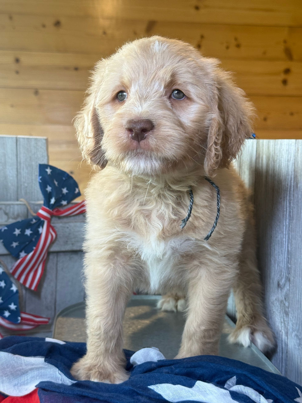 Thumbnail: SOLD - Ren - grey/black collar male, standard size labradoodle