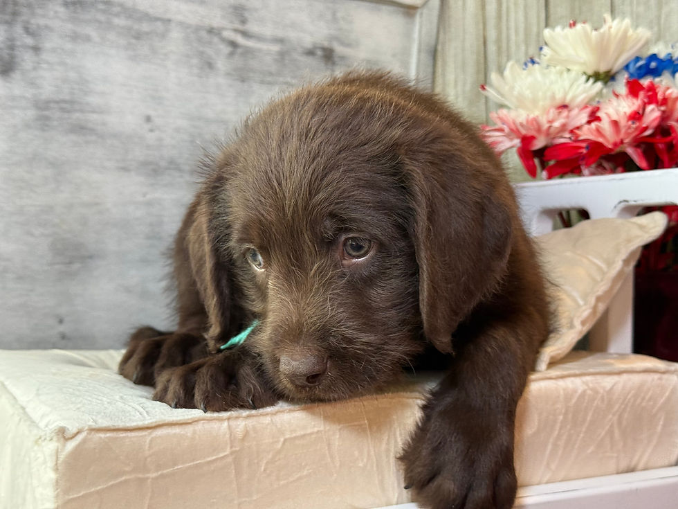 Thumbnail: SOLD - Clover - light green collar male, standard size labradoodle