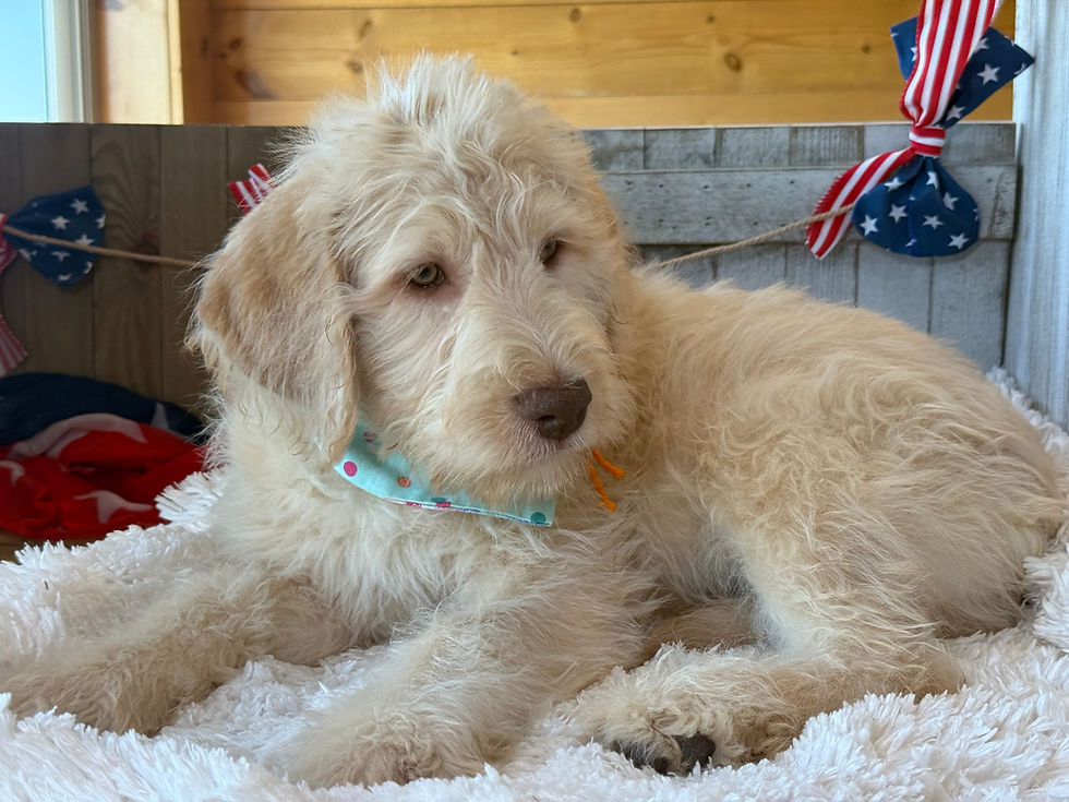 Thumbnail: SOLD - Ivy -orange collar female, standard size labradoodle