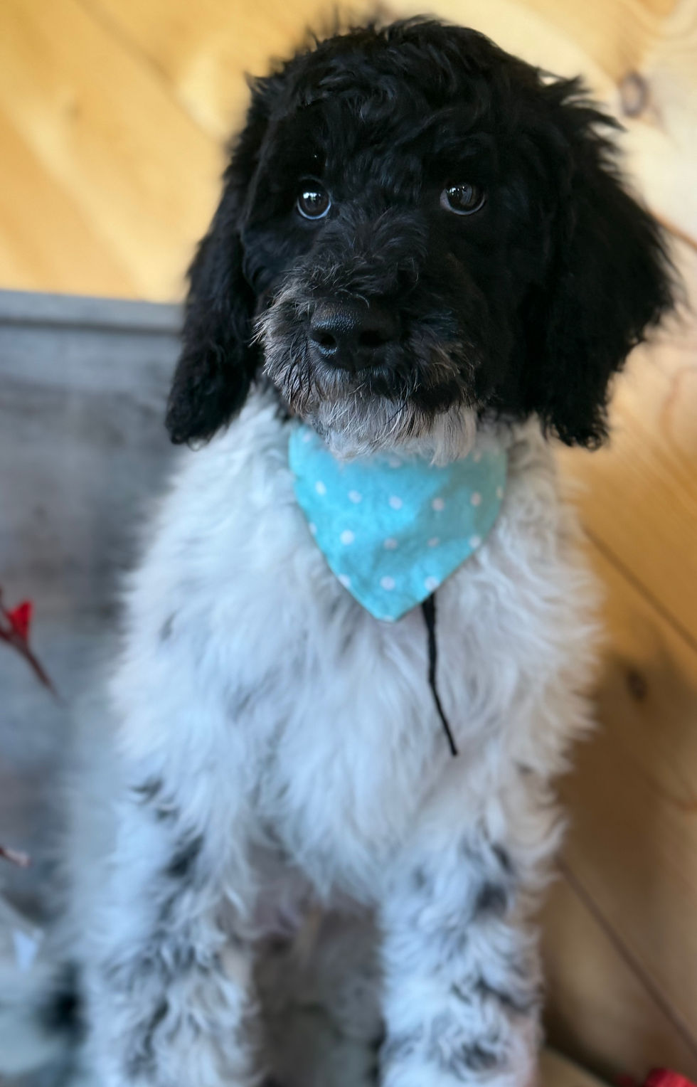 Thumbnail: SOLD - Gemini - black collar male, moyen F1b labradoodle