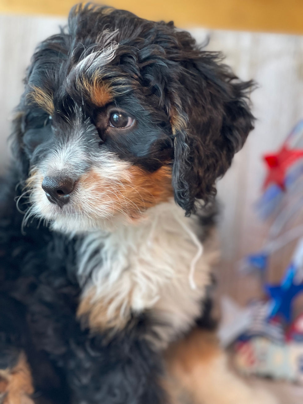 Thumbnail: SOLD -Jonas- White Collar male mini bernedoodle
