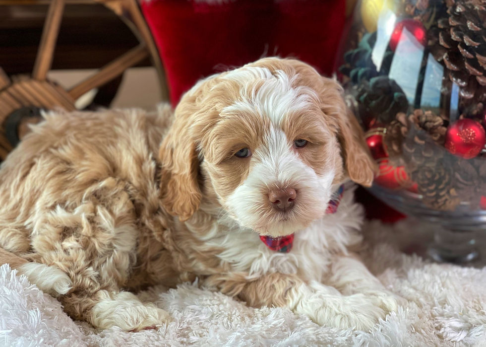 Thumbnail: SOLD - Nimbus (male) miniature bernedoodle