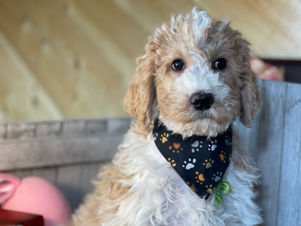 Thumbnail: SOLD - Crush - green collar male, F1b moyen size labradoodle
