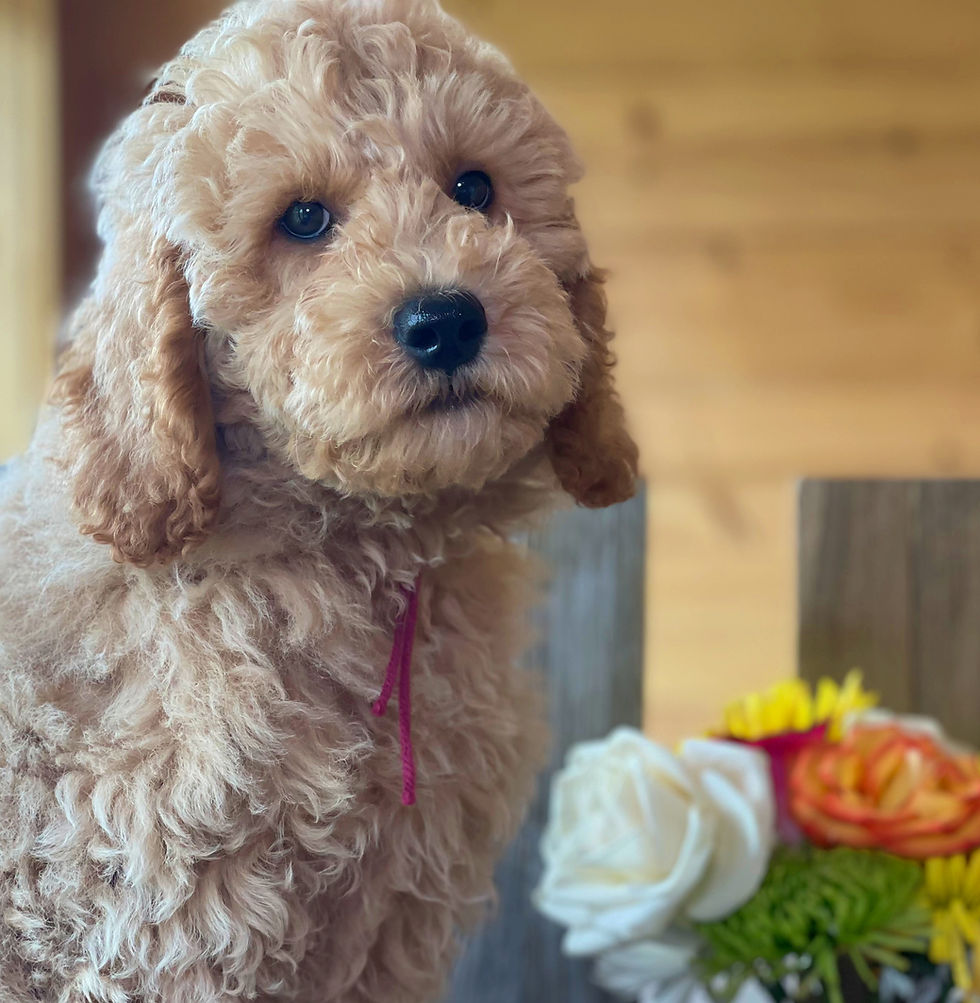 Thumbnail: SOLD - Brave - Burgundy collar male - Moyen English Goldendoodle