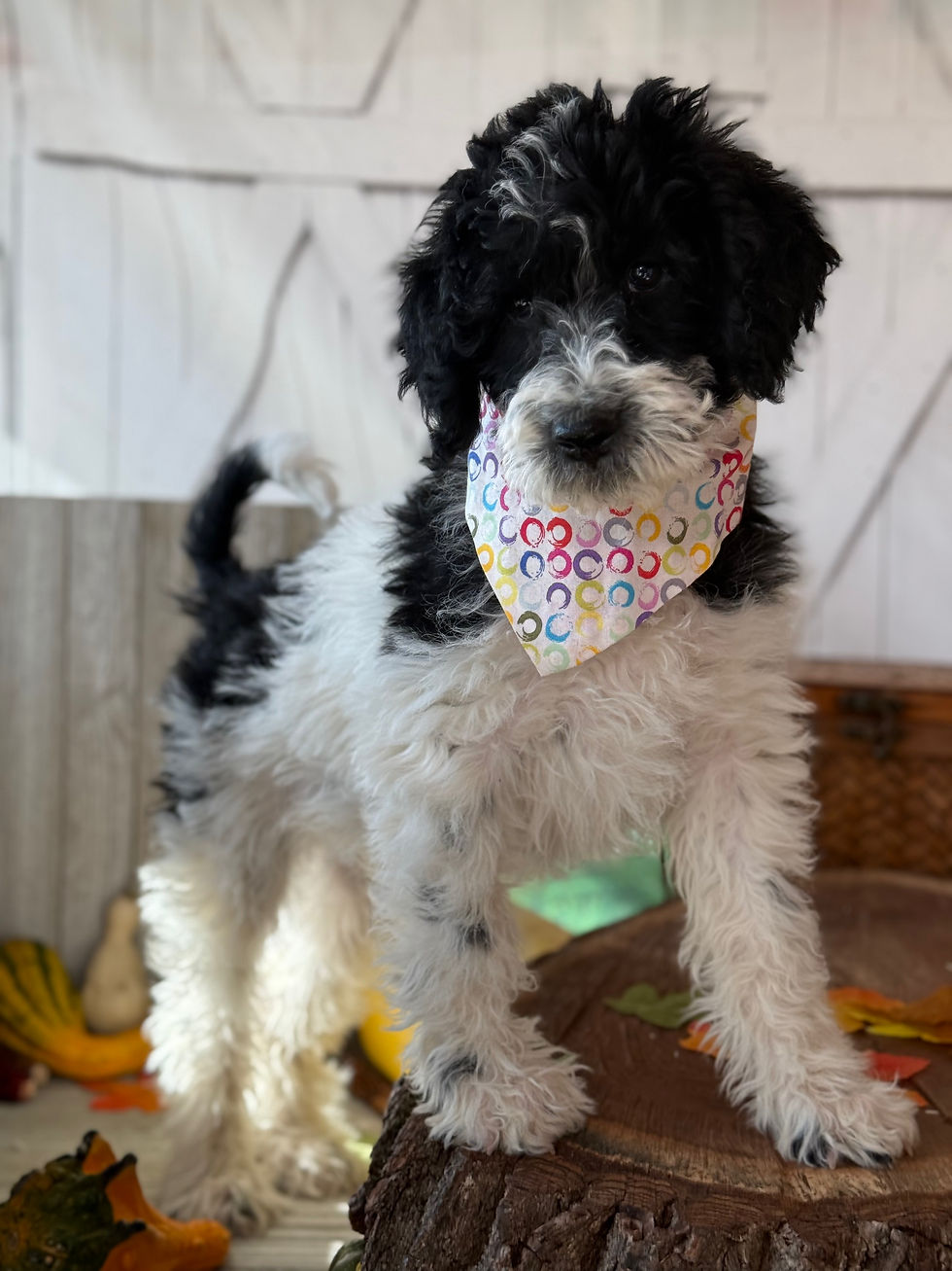 Thumbnail: SOLD - Milo - blue collar male, F1b moyen size labradoodle