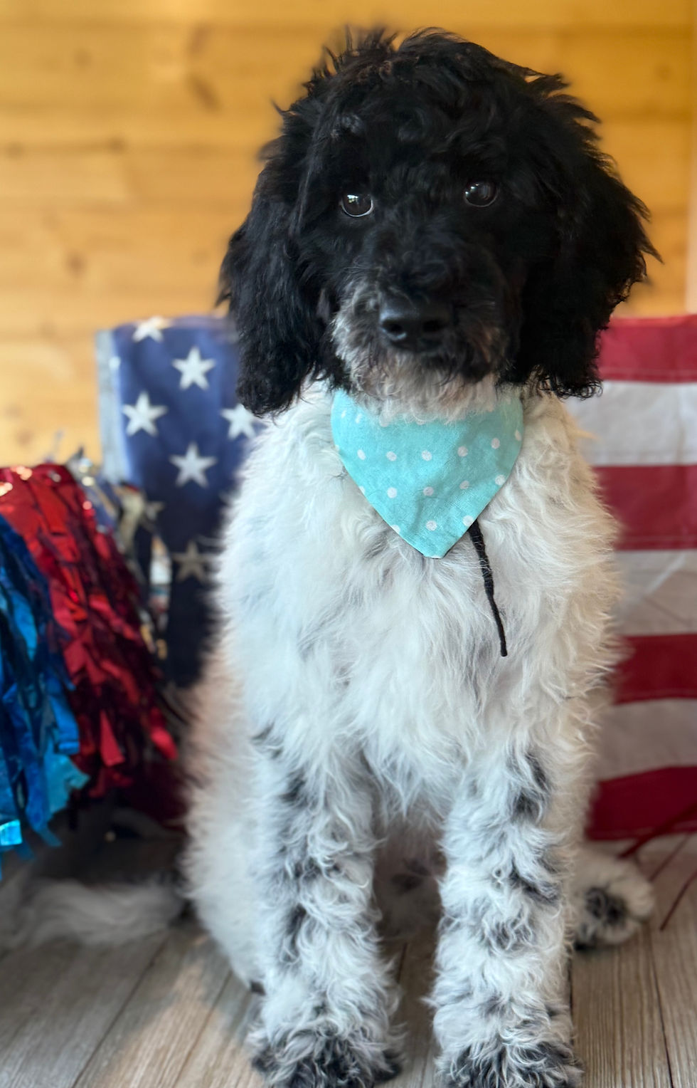 Thumbnail: SOLD - Gemini - black collar male, moyen F1b labradoodle