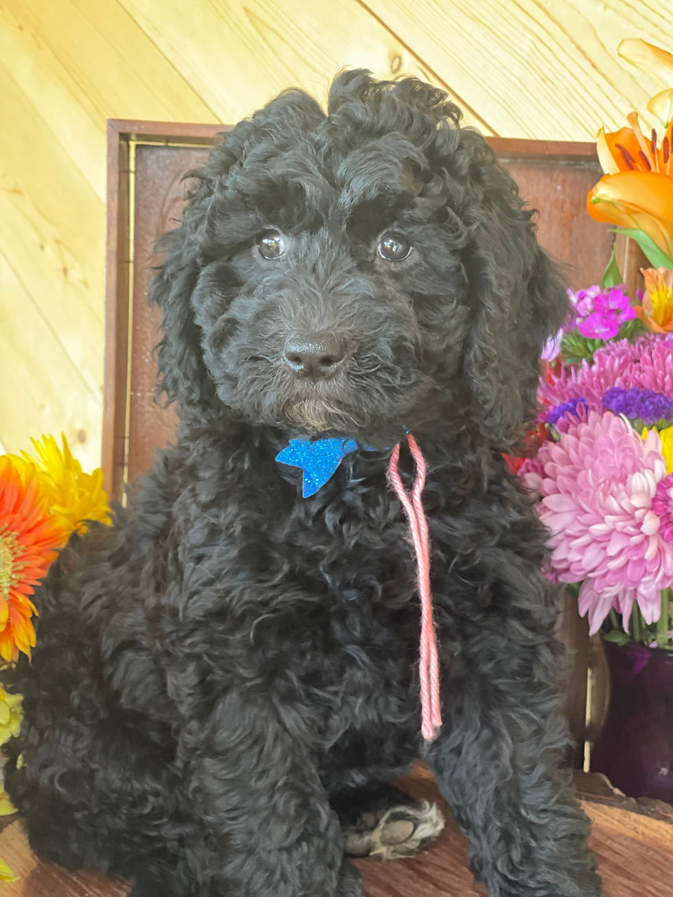 Thumbnail: SOLD - Penny - pink collar, female miniature multigen labradoodle