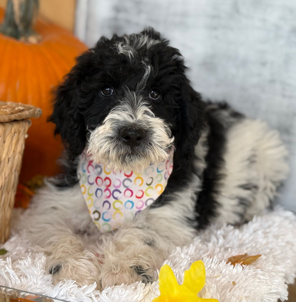 Thumbnail: SOLD - Milo - blue collar male, F1b moyen size labradoodle