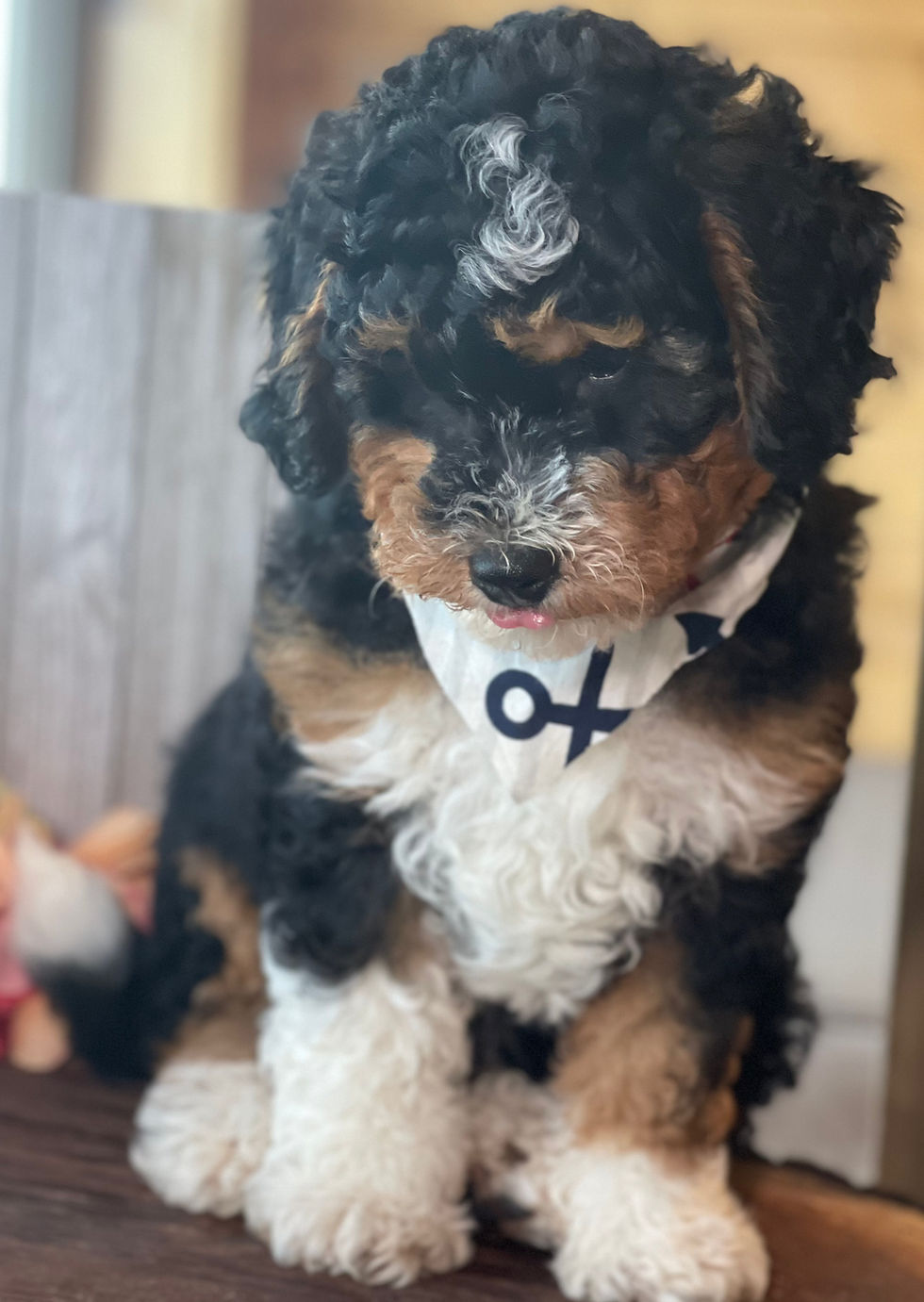 Thumbnail: SOLD - Simon - red collar male, F1b miniature bernedoodle