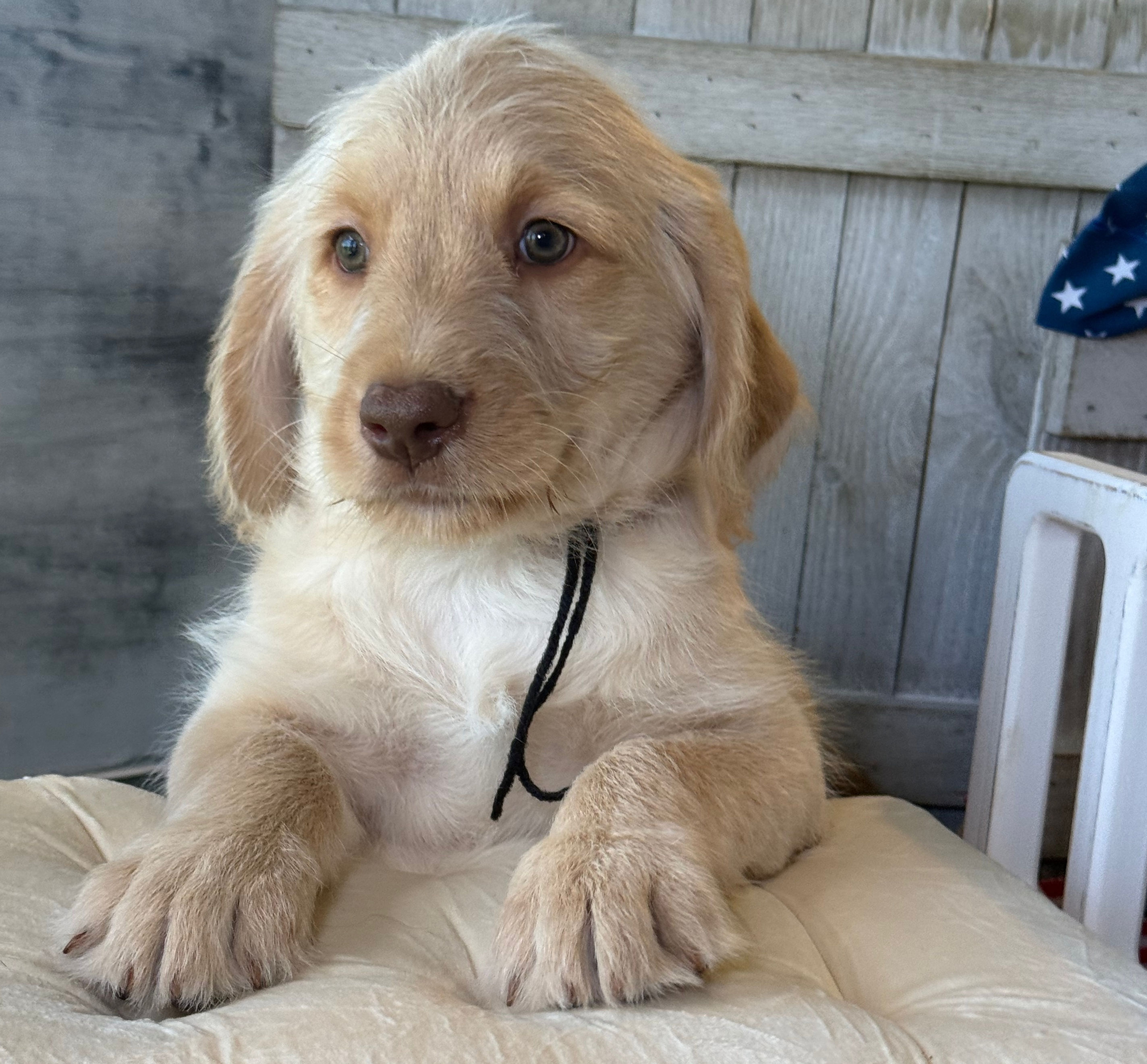 SOLD - Jared - black collar male, standard size labradoodle