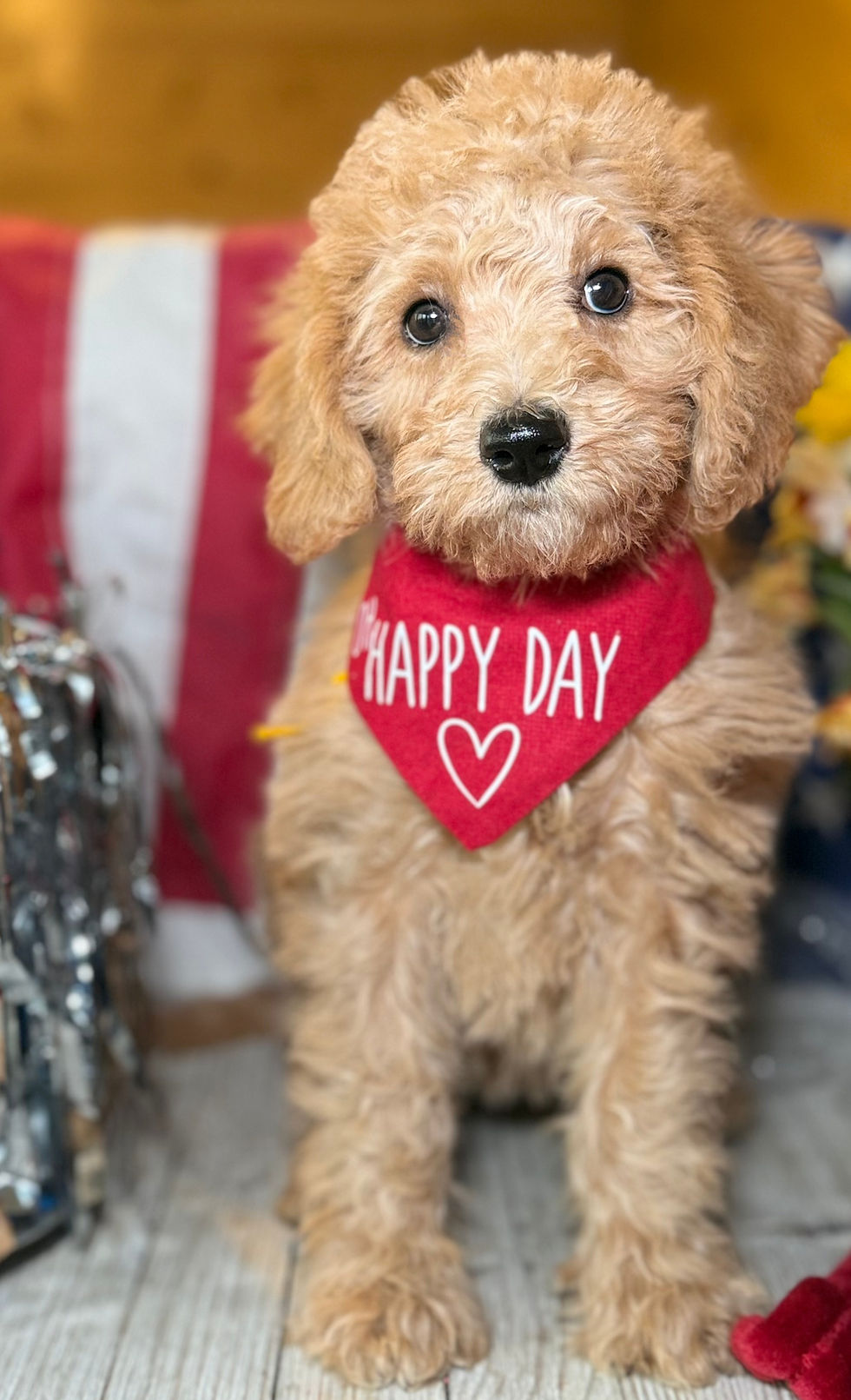 Thumbnail: SOLD - Pisces -yellow collar female, moyen F1b labradoodle