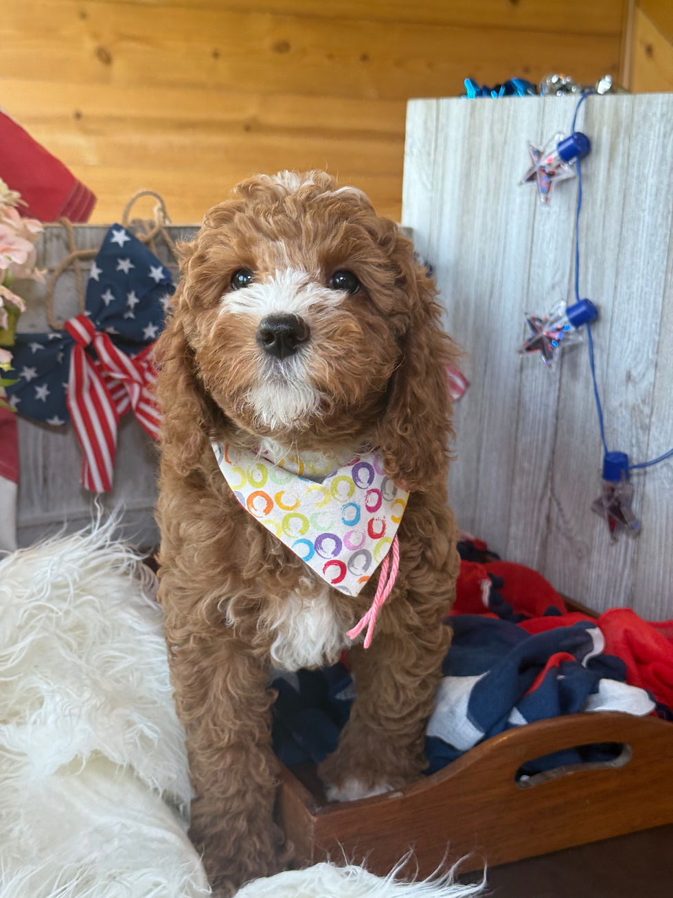 Thumbnail: SOLD - Ava Gardner- Pink Collar female -  Mini English Goldendoodle