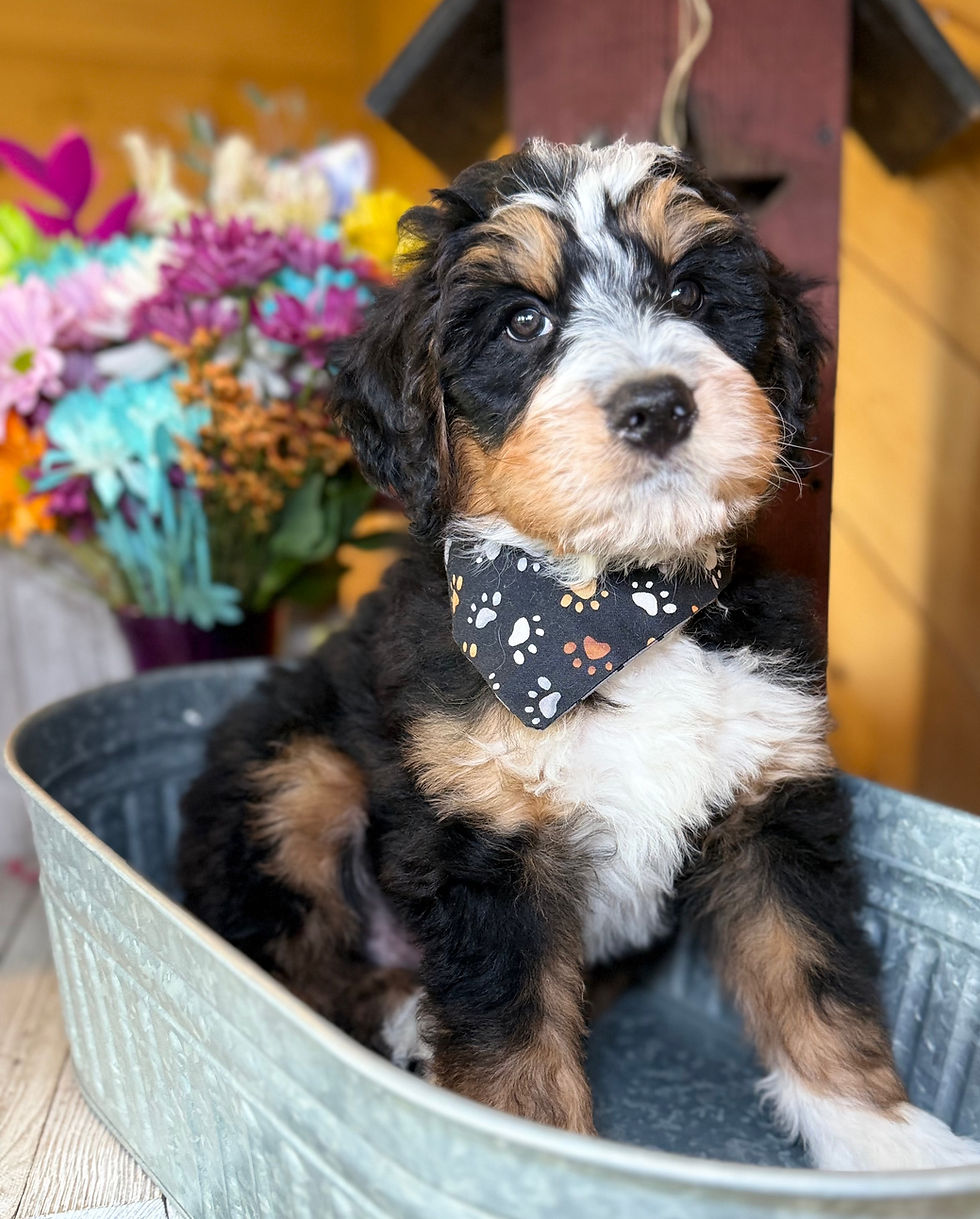 Thumbnail: SOLD - Asher - burgundy collar male, F1 moyen bernedoodle