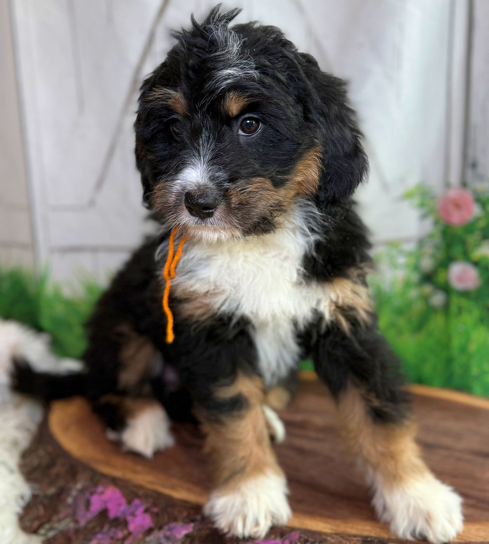 Thumbnail: SOLD - Brooks - orange collar female, F1 moyen bernedoodle