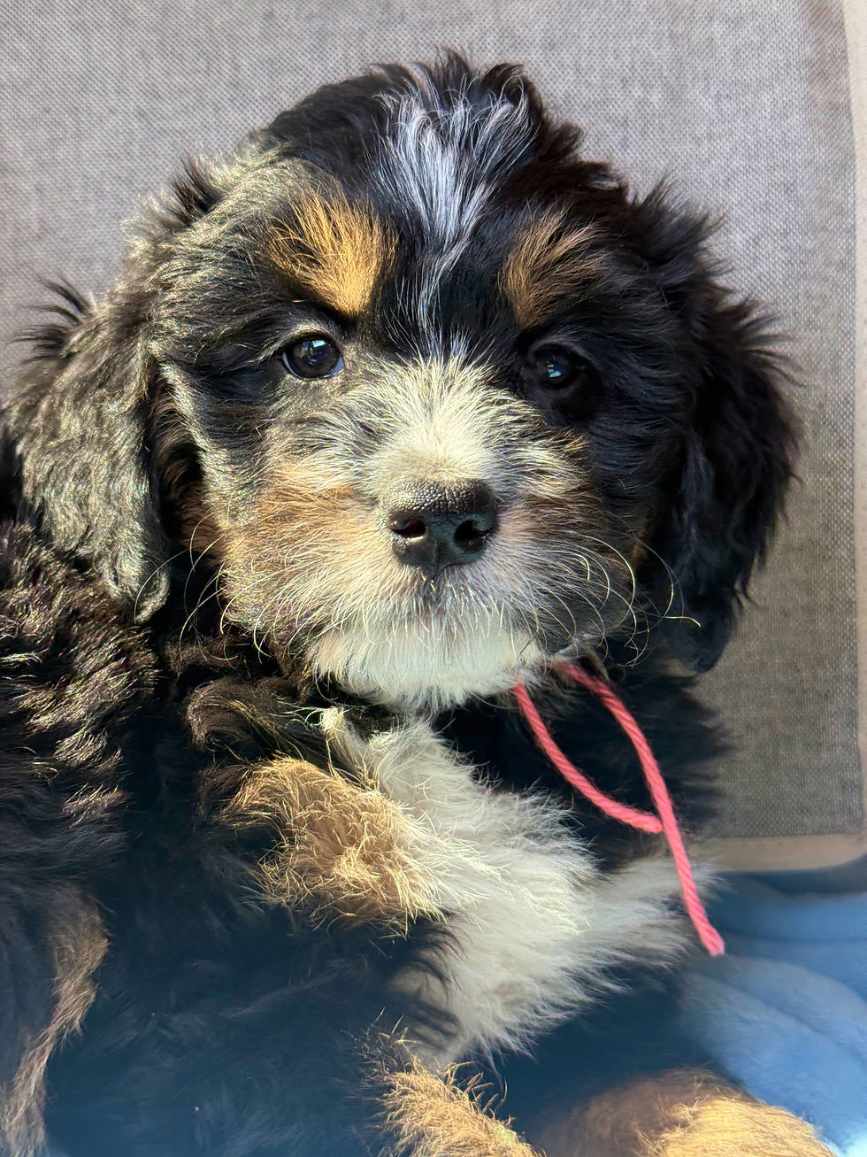 Thumbnail: SOLD - Ginger - Pink collar female, F1 moyen bernedoodle