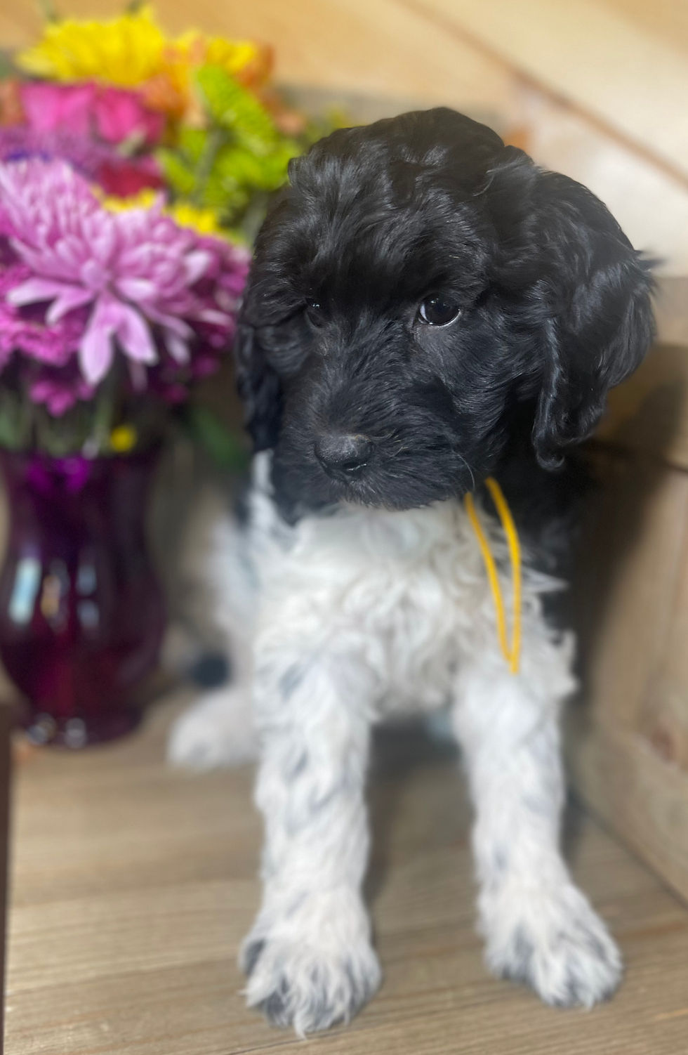 Thumbnail: SOLD - Bella - yellow collar, female miniature multi-gen labradoodle
