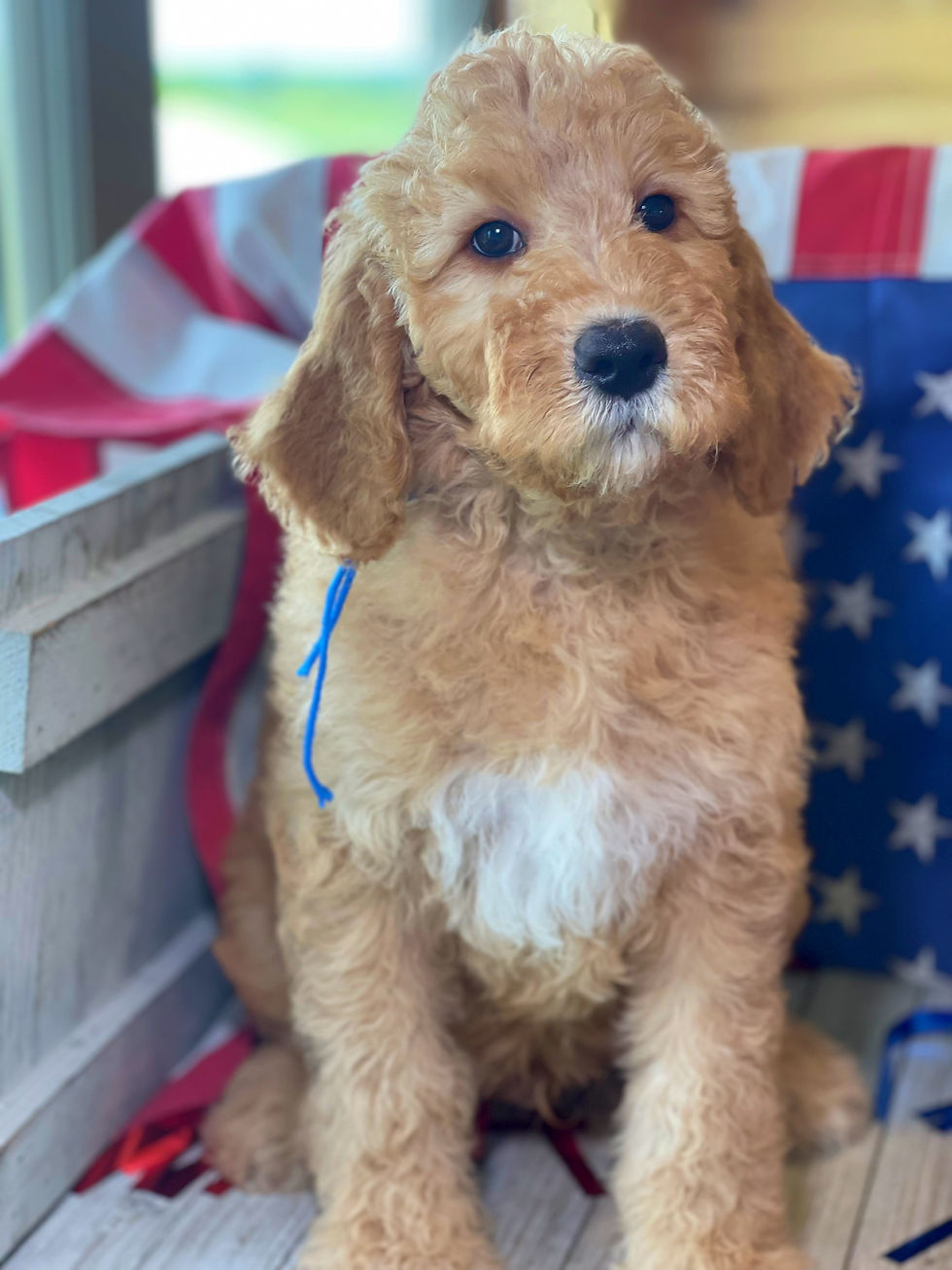 Thumbnail: SOLD-Ranger - Blue collar male F1bb Moyen English Goldendoodle