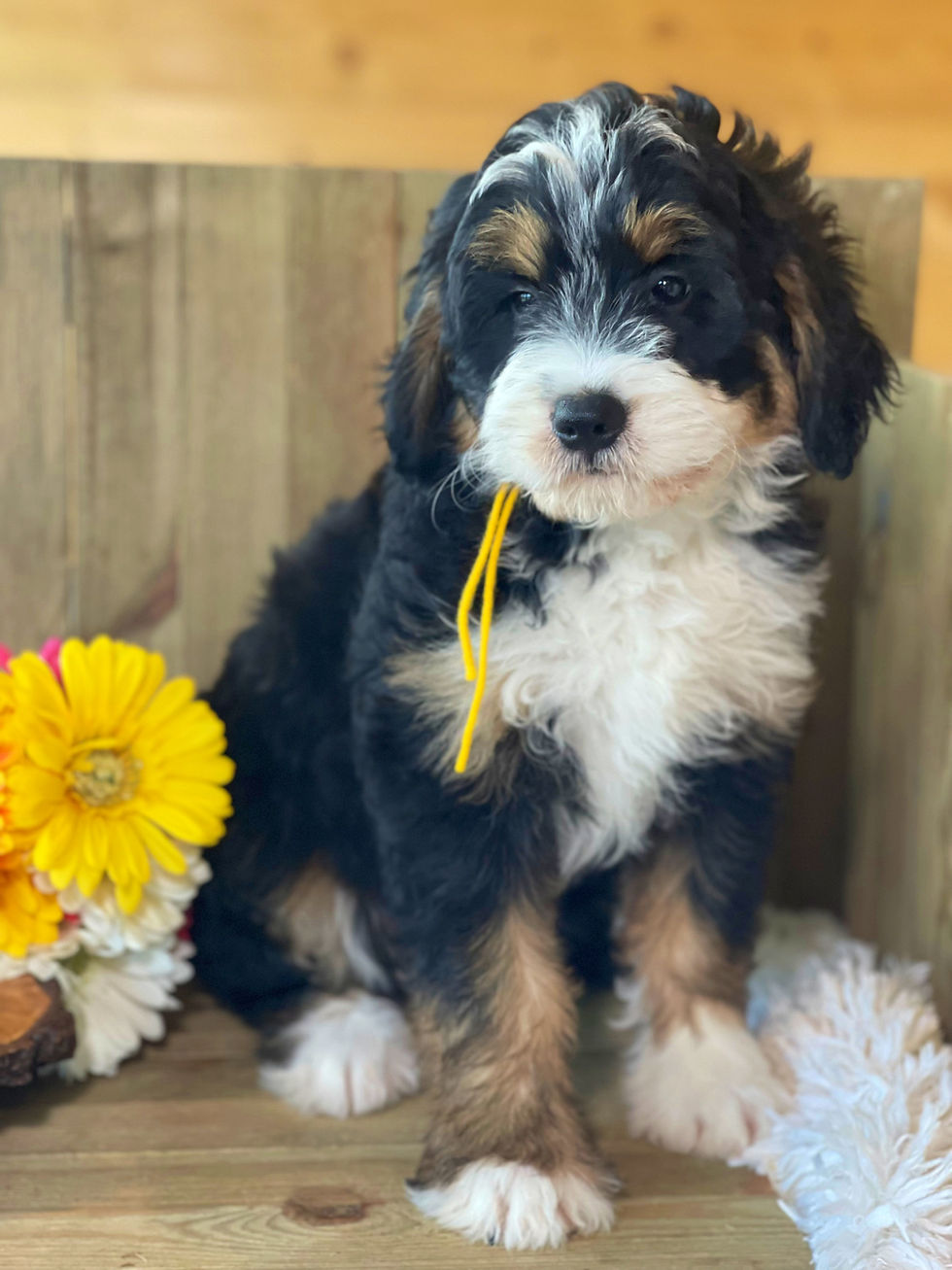 Thumbnail: SOLD - Riley - yellow collar female, F1 miniature bernedoodle