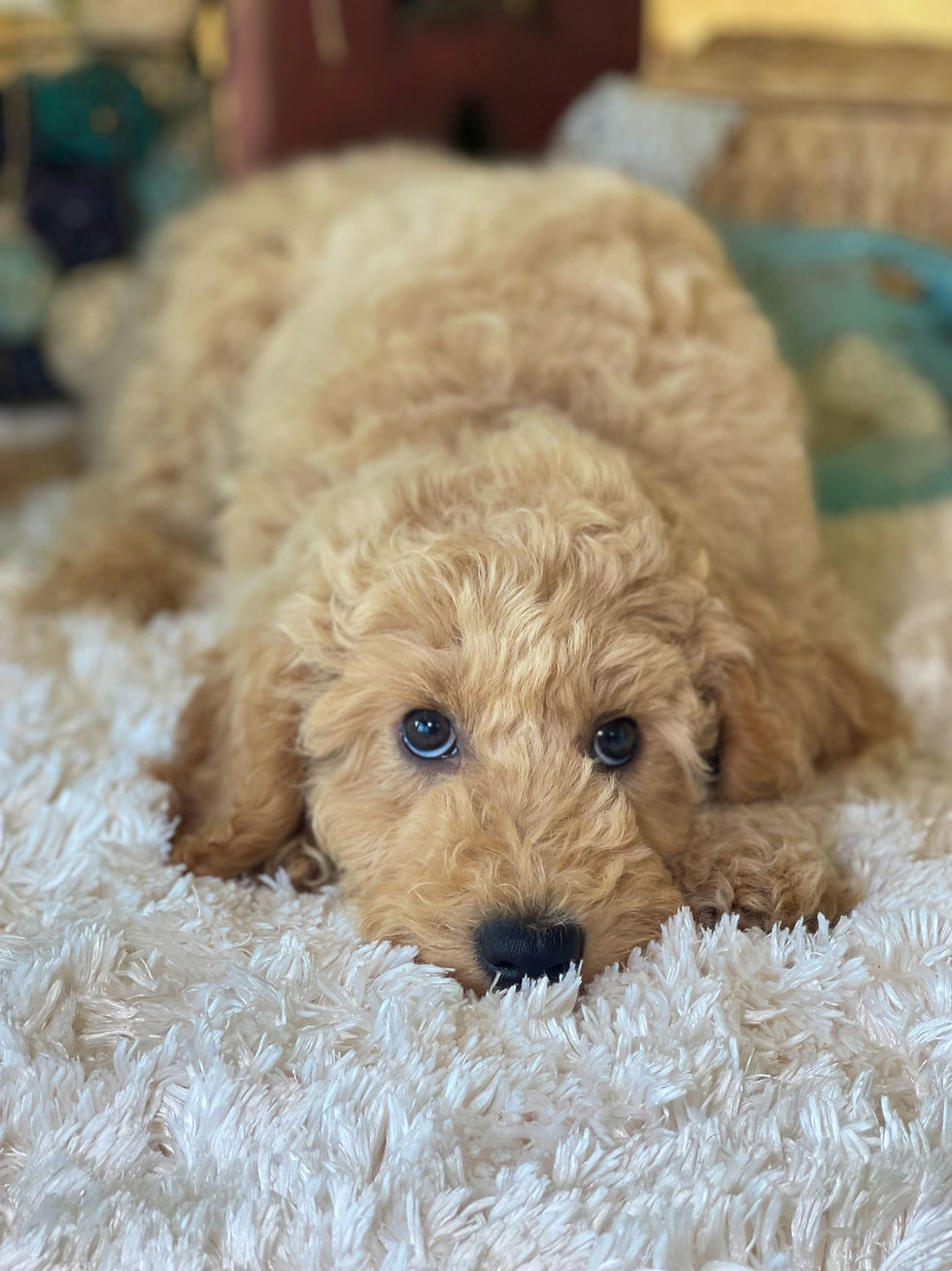 Thumbnail: SOLD - Brewer - Teal collar male - Moyen English Goldendoodle