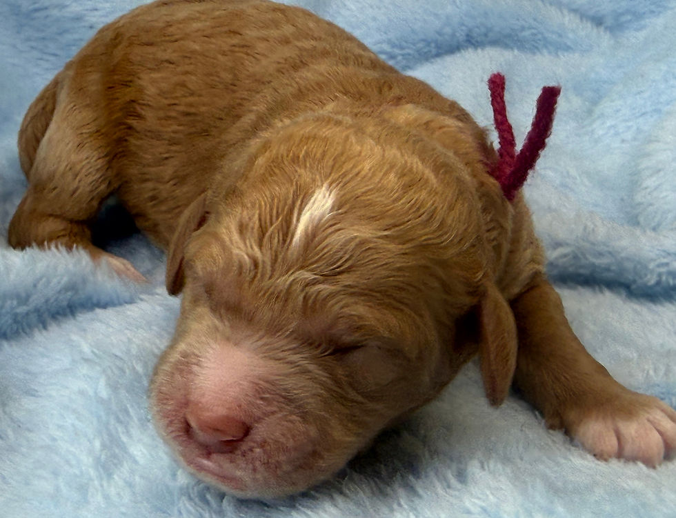 Thumbnail: Lana Turner- Burgundy Collar female -  Mini English Goldendoodle