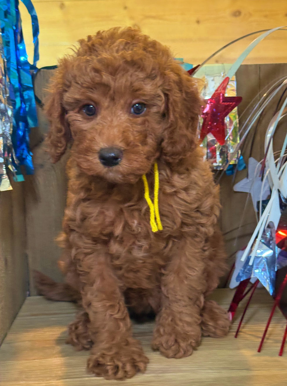 Thumbnail: SOLD - Marilyn Monroe- Yellow Collar female -  Mini English Goldendoodle