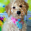Thumbnail: SOLD - McQueen - grey collar male, F1b moyen size labradoodle