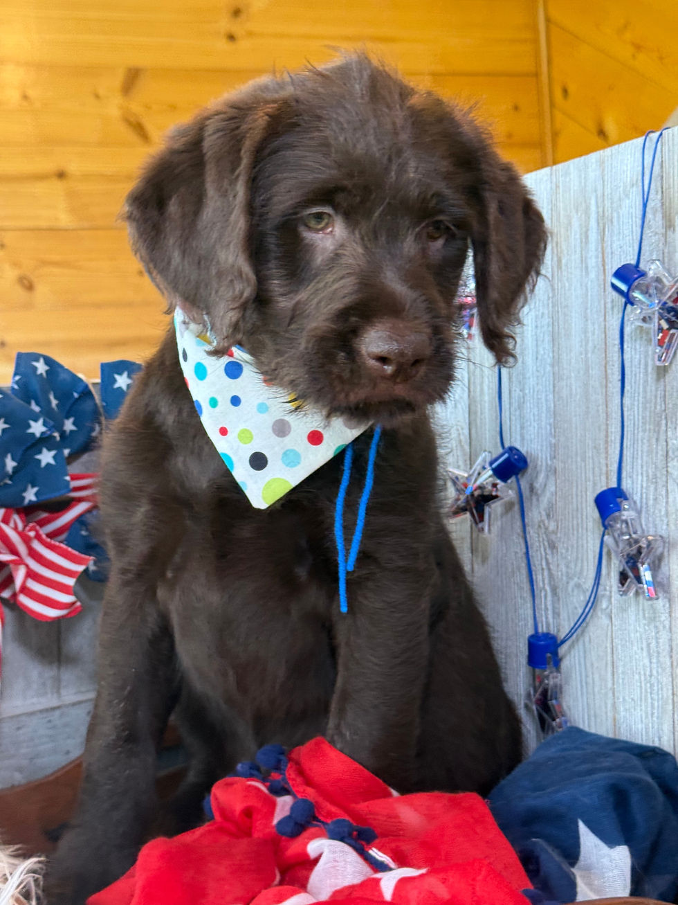 Thumbnail: SOLD - Lotus - blue collar male, standard size labradoodle