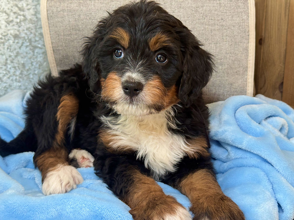 Thumbnail: SOLD - Clove - Black collar male, F1 moyen bernedoodle