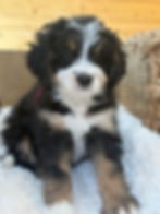 Thumbnail: SOLD -Bay - Burgundy collar male, F1 moyen bernedoodle