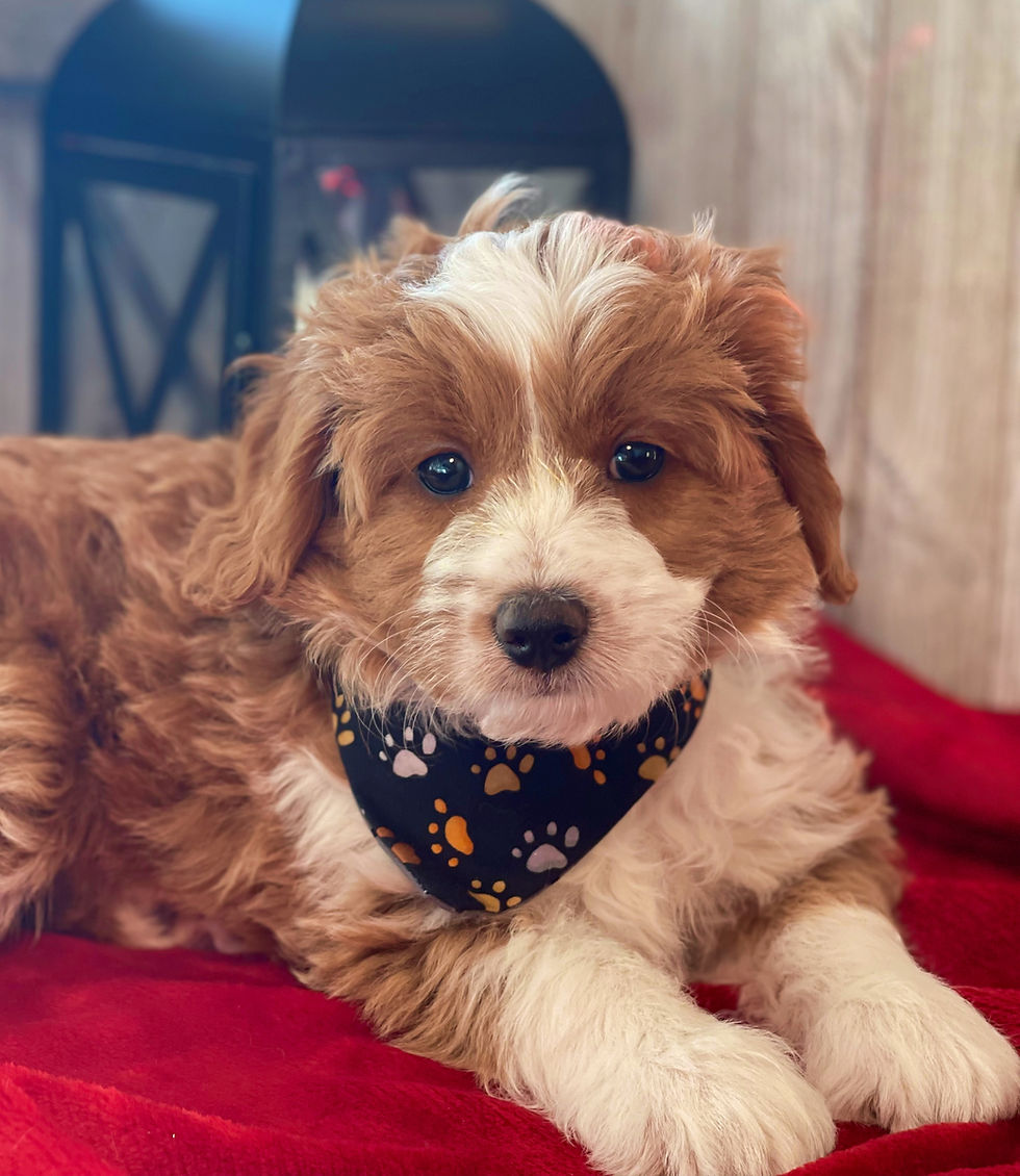Thumbnail: SOLD - Sashi/Boo - female F1b miniature bernedoodle