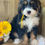Thumbnail: SOLD - Riley - yellow collar female, F1 miniature bernedoodle